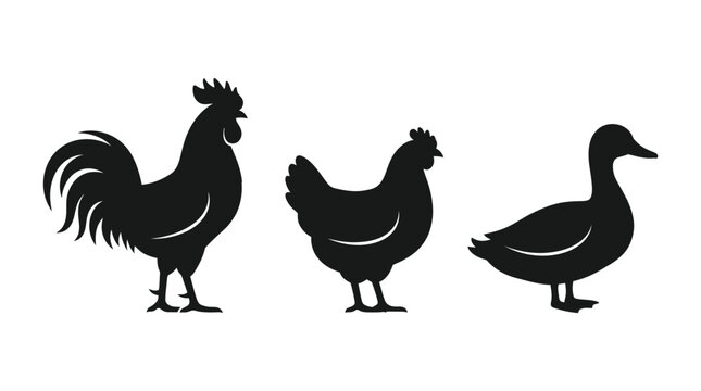 rooster and hen