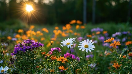 Obraz premium Golden sunbeams illuminate a vibrant field of colorful wildflowers at dawn