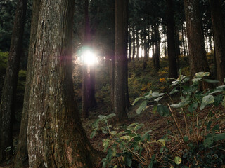 Naklejka premium Sunlight streaming through forest trees with backlit woodland and peaceful nature concept