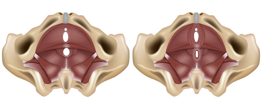 Detailed medical vector illustration of the female pelvic floor anatomy in inferior view, showing pelvic diaphragm muscles, pelvic openings, and comparative anatomy of pelvic floor structures. 