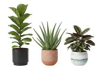 Fototapeta premium Three different green potted plants in decorative pots