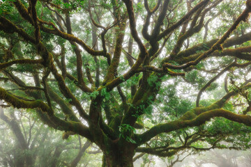 Fototapeta premium Ancient Laurel Tree with Mossy Branches in the Misty Fanal Forest