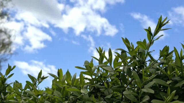 Fresh green foliage over clear sky background. Natural background with copy space ideal for summer sales, ecology ads, or inspirational quotes, eco friendly brands and wellness content.