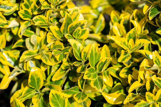 A textured background of variegated green and yellow leaves of Japanese spindle tree - Euonymus japonicus. Strategy: Plants for landscape design