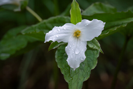 Fresh from the spring rain, the white trillium opened quietly beneath the forest canopy. White Trillium grandiflorum flower covered in raindrops, blooming in a lush woodland garden. 