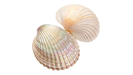 Two beautiful natural striped white and pink bivalve cockle sea shells isolated on transparent background © Hanna