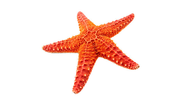 A single bright red natural starfish marine creature side view top view angle isolated on transparent background