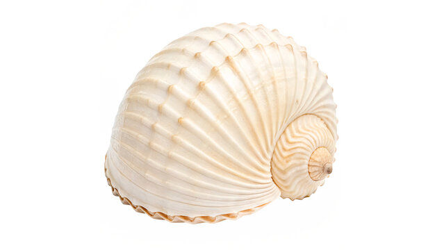 A large natural ribbed white conch sea shell displaying delicate spiral geometric patterns isolated on transparent background