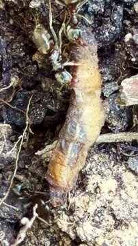 Ant workers Formicidae (likely Lasius sp) attack and subdue soft bodied larva likely Coleoptera or Lepidoptera showing cooperative predation and resource exploitation in soil, vertical macro shot