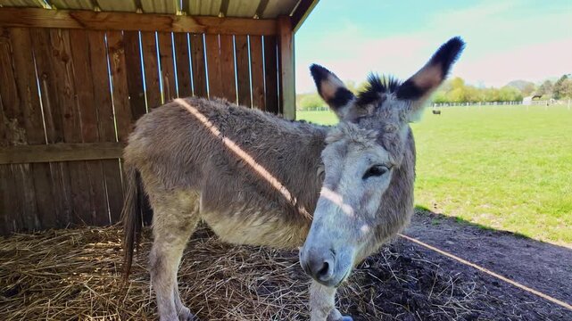 Domestic donkey Equus asinus stands in wooden stable with straw bedding and pasture beyond showing calm posture and ear orientation typical of resting livestock as camera pans laterally to right