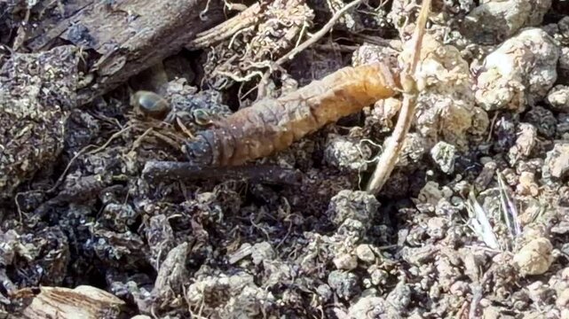 Formicidae ants likely Lasius sp attack and immobilize soft bodied soil larva likely Coleoptera or Lepidoptera showing cooperative predation and trophic interaction, static macro close up