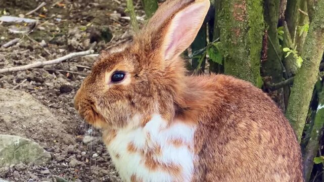 European rabbit Oryctolagus cuniculus displays rapid breathing with fast nasal movement linked to alert vigilance and thermoregulation via high respiratory rate, close up lateral shot