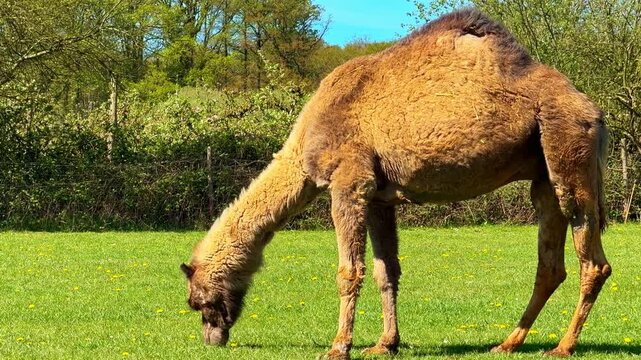 Dromedary camel Camelus dromedarius grazes on grass in pasture showing feeding behavior and head down foraging posture typical of herbivore activity in managed rural setting, static lateral view