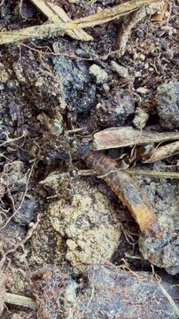 Formicidae ants likely Lasius sp attack and immobilize soft bodied larva likely Coleoptera or Lepidoptera showing cooperative predation and trophic interaction in soil, vertical macro shot
