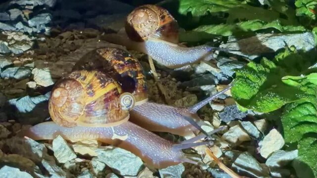 Garden snails Cornu aspersum crawl forward on gravel at night showing tentacle extension and slow locomotion typical of gastropod movement, static macro shot