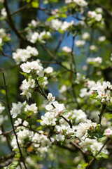 Fototapeta premium White apple blossoms on branches against blurred nature background