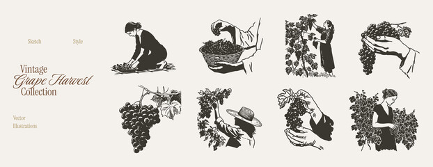 Obraz premium Vintage grape harvest woman with berries set. Illustrations for winery branding and organic food labels. Hand drawn pencil sketch style with charcoal stipple line texture.