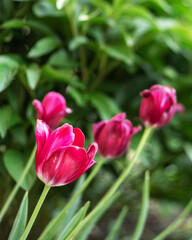 Fototapeta premium Pink tulip flower blooming in the garden. Floral nature background with vibrant spring blossom. Fresh botanical plant in sunny meadow. Natural seasonal design for gardening concept.