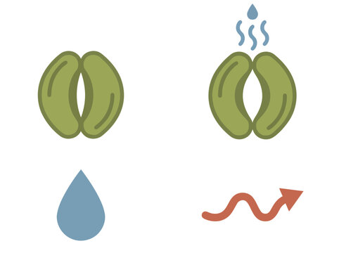 Illustrates plant stomata function ? water intake and gas exchange. Clean, modern design with a focus on botanical processes. Ideal for science, agriculture, or educational materials.