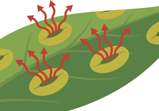 Illustration depicts plant stomata opening and closing, showcasing water loss. Highlights the balance between gas exchange and transpiration. Clear visual representation of plant physiology.