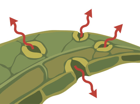 Illustration depicts stomata opening, releasing excess water. Clear visual explains transpiration in plants. Simple, informative diagram.