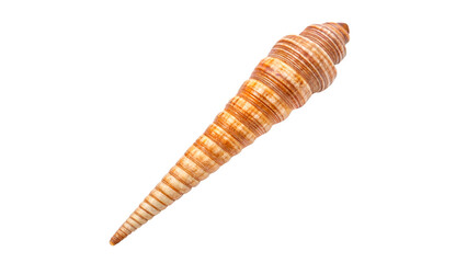 Long thin spiral screw shell or turret sea shell with a natural beige organic pattern on transparent background © Anatoli