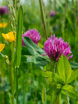 Close-up of blooming red clover (Trifolium pratense) flowers in a green meadow. Vibrant wildflowers and fresh grass create a colorful spring countryside background.
