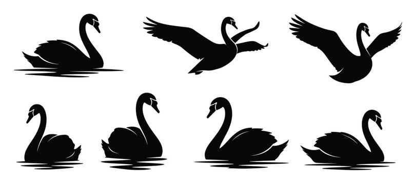 Set of elegant swan silhouettes in different poses for animal themed logos and icons