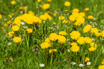 Obraz premium Blumenwiese mit gelben blühenden Löwenzahnblumen, Deutschland