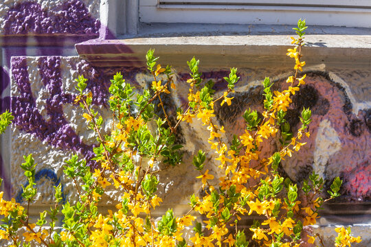 Forsythienbl&uuml;te vor einer Hauswand, Forsythien, Goldgl&ouml;ckchen (Forsythia), Hintergrund, Deutschland