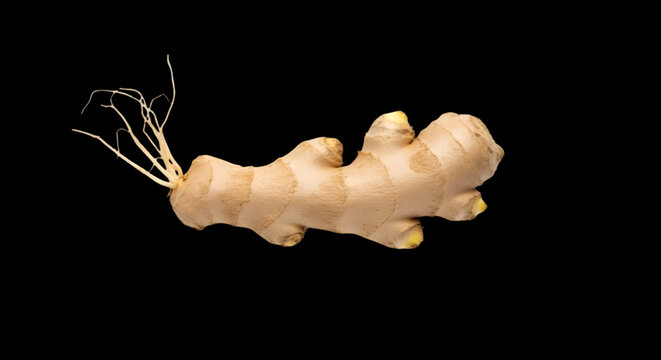 Fresh Ginger Root with Sprouting Shoots Isolated on Black Background