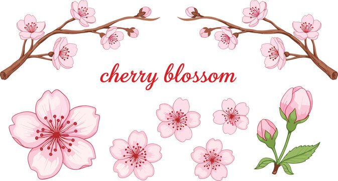 Pink cherry blossom sakura floral branches single blooming flowers and buds collection design elements graphic vector