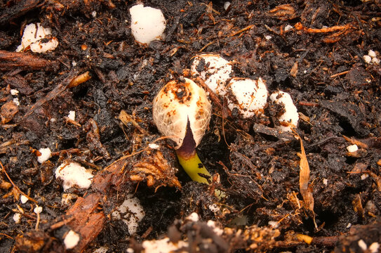 Macro shot of a tiny marijuana, cannabis seedling during early germination stage, sprouting root hairs with seed coat shell still attached