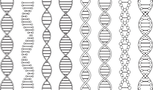 Variations of dna double helix structures