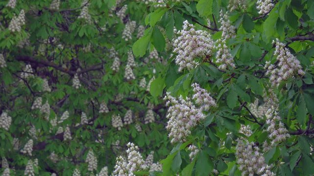 Blooming horse chestnut tree branches with white flowers in spring park