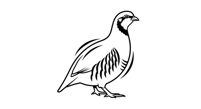 Black and white minimalist chukar partridge bird illustration