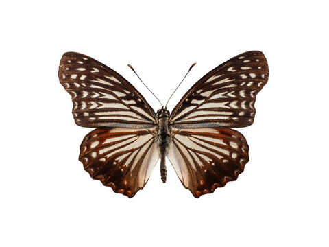 Hestina nama circe mimic butterfly isolated on white background