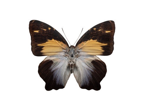 Agatasa calydonia glorious begum butterfly isolated on white background.