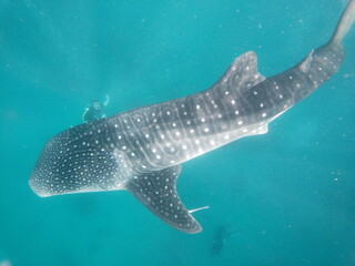 Naklejka premium Diver snorkeling alongside giant whale shark in turquoise tropical ocean water 