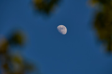 Fototapeta premium Waxing gibbous Moon with tree silhouettes on a daylight blue sky.