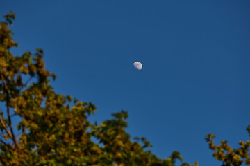 Fototapeta premium Waxing gibbous Moon with tree silhouettes on a daylight blue sky.
