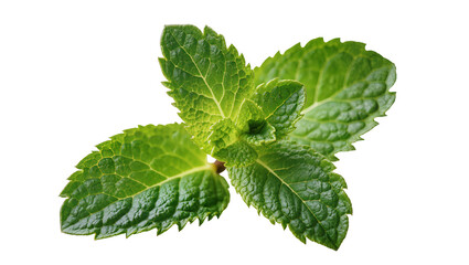 Fresh green mint leaves with serrated edges, isolated on transparent background © TONSTOCK