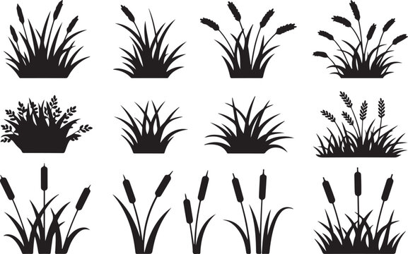 Silhouette of grass with reeds. Set of vector illustrations of black shadows of marsh vegetation for design