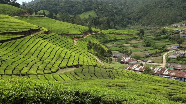Tea Plantation Munnar, Kerala, India. Tea plants cultivated on hills or mountain slopes.Breathtakingly beautiful haven of peace and tranquility idyllic tourist destination in Kerala India