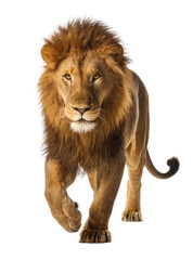 Majestic male lion with full mane walking forward, isolated on transparent background © TONSTOCK