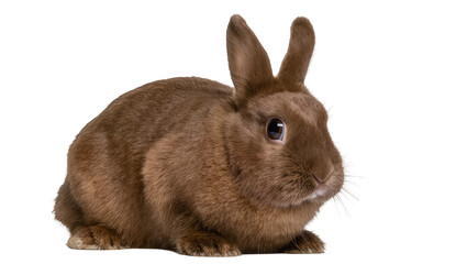 Fototapeta premium Fluffy brown rabbit sitting, isolated on transparent background