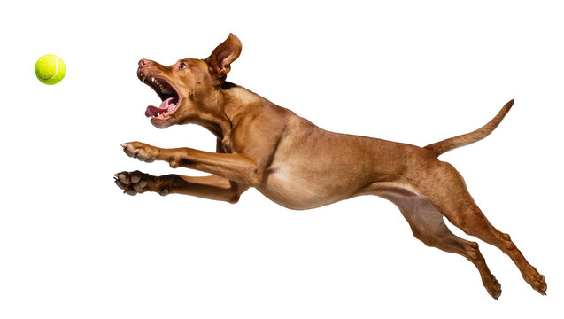 Brown dog leaping to catch a yellow tennis ball, isolated on transparent background