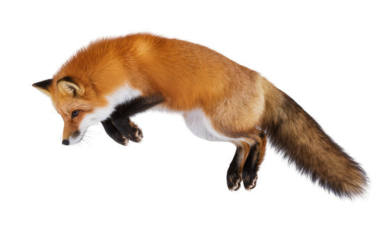 Red fox mid-air jump, isolated on transparent background