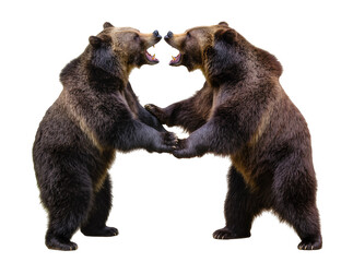 Fototapeta premium Two brown grizzly bears standing and fighting, isolated on transparent background