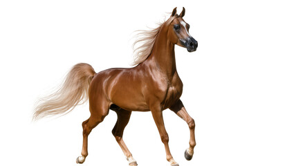 Elegant Arabian horse with flowing mane and tail, isolated on transparent background © TONSTOCK